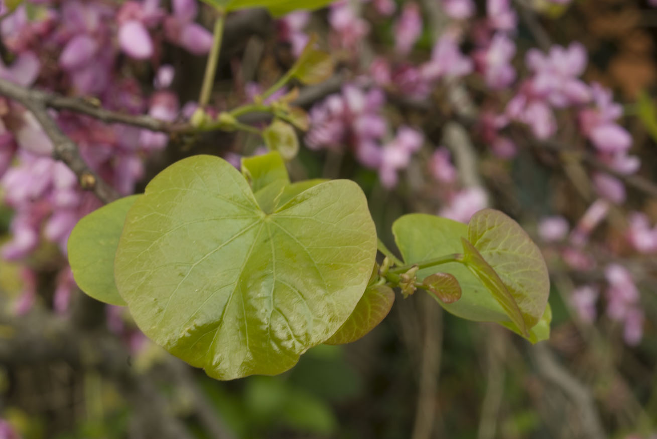 Cercis siliquastrum / Albero di Giuda